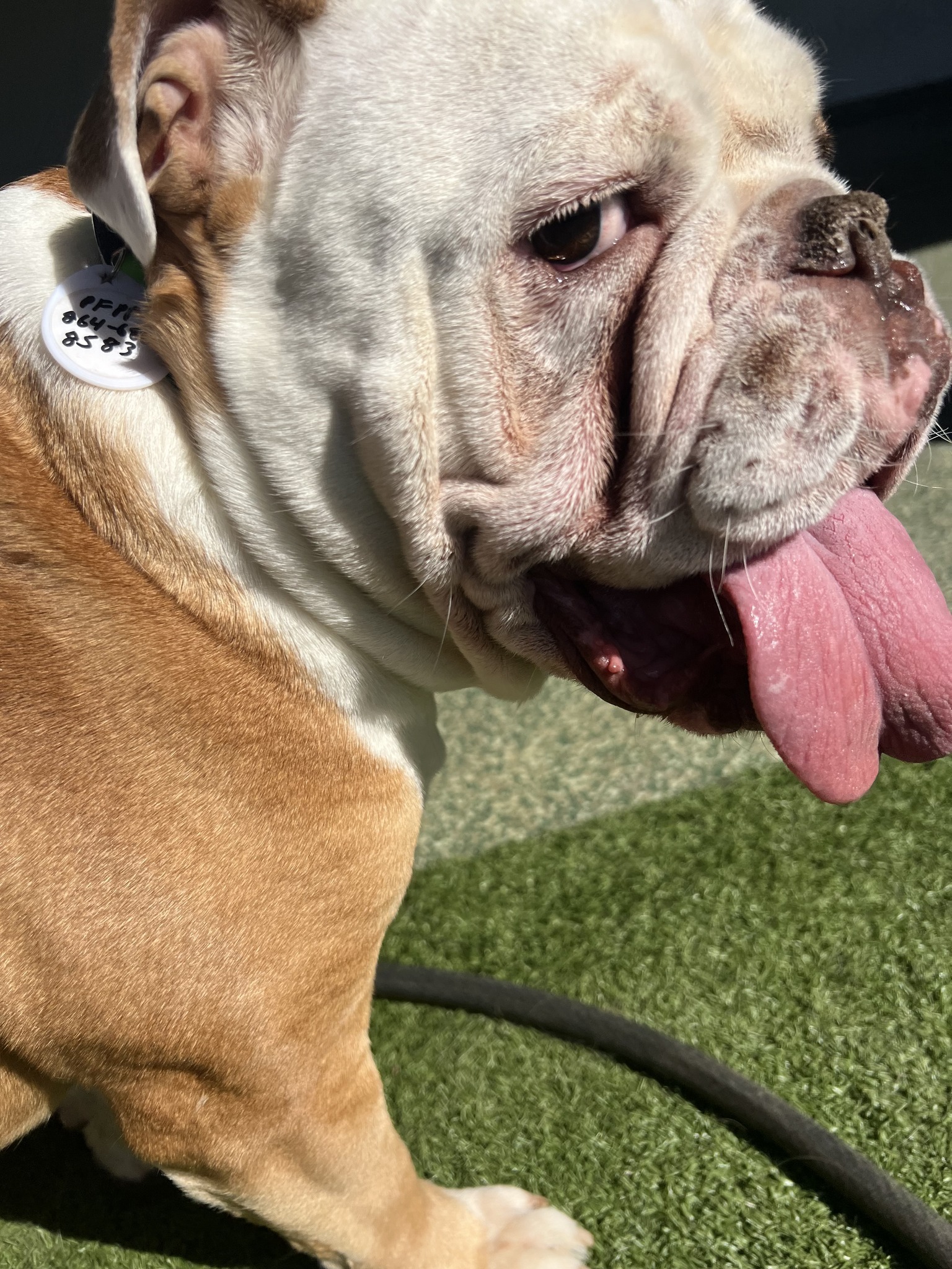 English bulldog playing at Pet's Favorite Play Place on turf